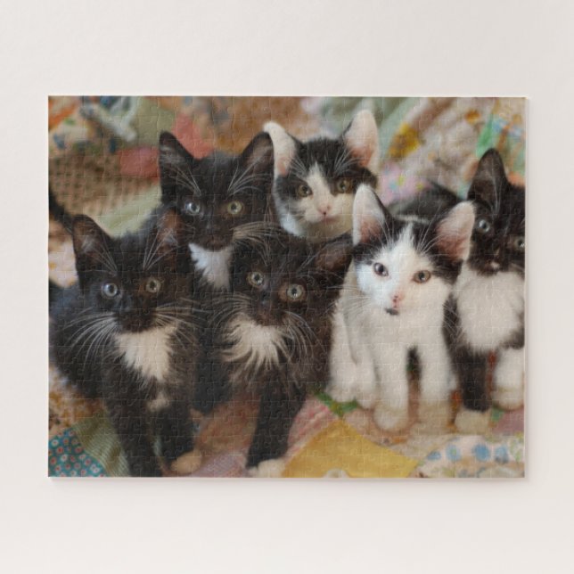 Puzzle Animaux de bébés cutest | Chatons noirs et blancs (Horizontal)