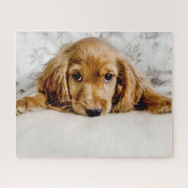Puzzle Animaux de bébés cutest | Cocker Spaniel (Horizontal)