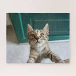 Puzzle Animaux de bébés cutest Cute Tabby Kitten