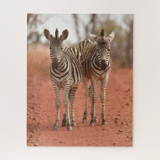 Puzzle Animaux de bébés cutest | Deux jeunes zèbres (Vertical)