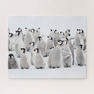 Puzzle Animaux de bébés cutest   Empereur Penguin Chicks