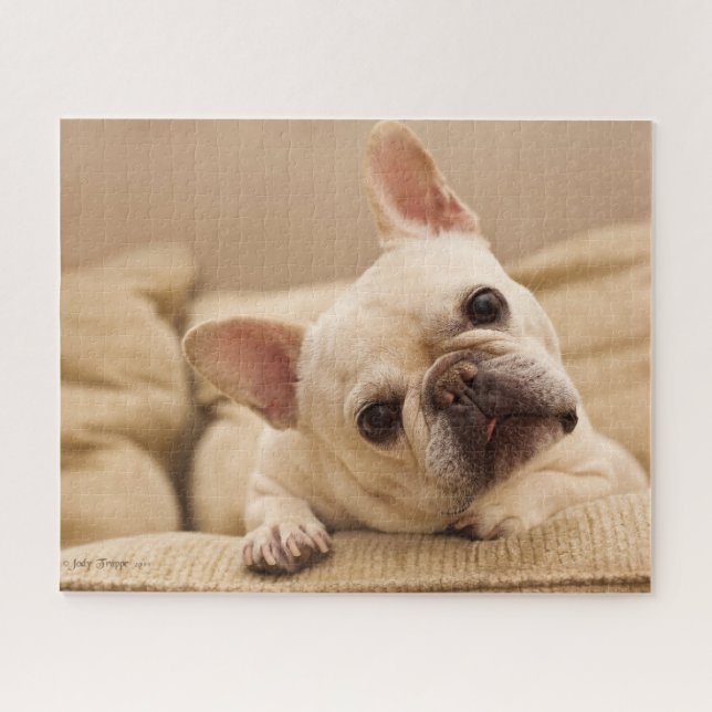Puzzle Animaux de bébés cutest | French Bulldog Head Tilt (Horizontal)