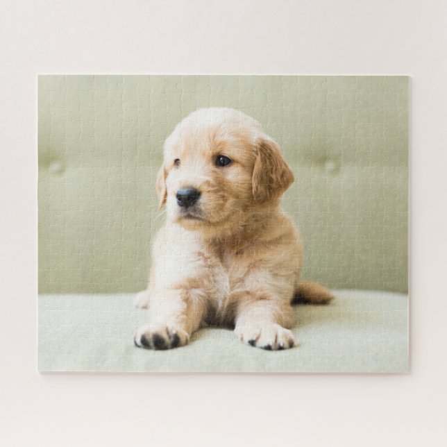 Puzzle Animaux de bébés cutest | Golden Retriever Puppy (Horizontal)