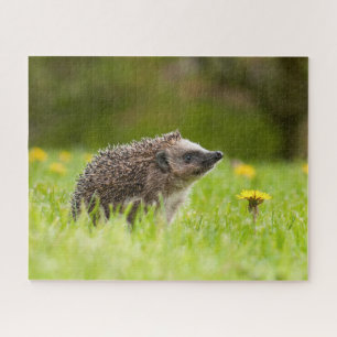 Puzzle Animaux de bébés cutest   Hérisson européen