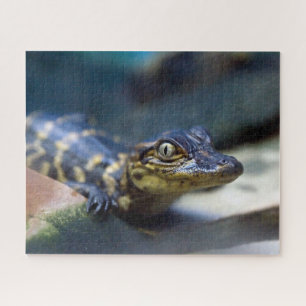 Puzzle Animaux de bébés cutest   Jeune alligator