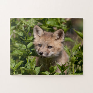 Puzzle Animaux de bébés cutest   Kit Fox
