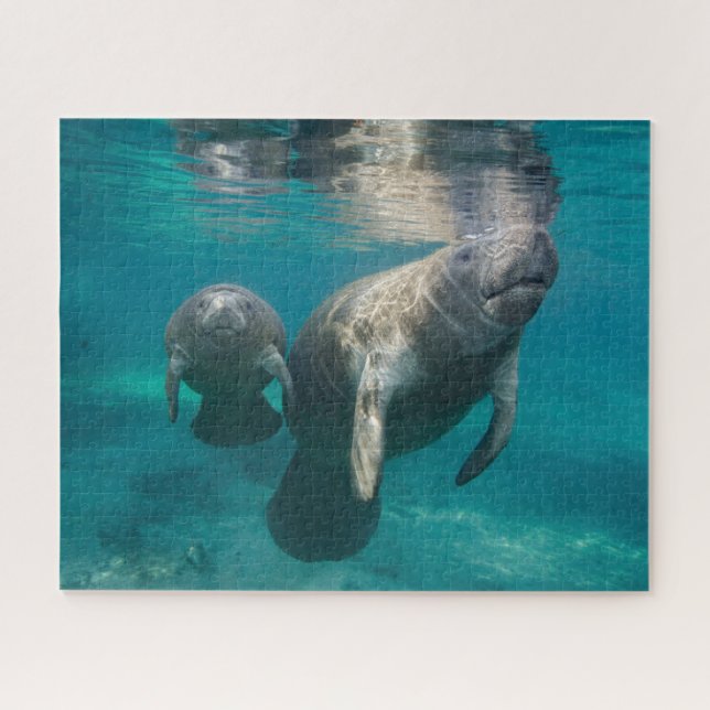 Puzzle Animaux de bébés cutest | Manat & bébé (Horizontal)