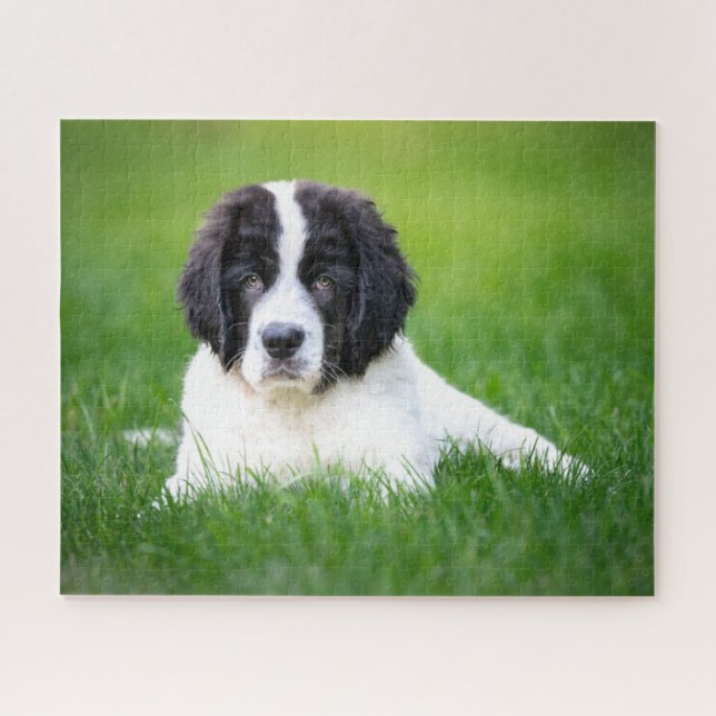 Puzzle Animaux de bébés cutest | Newfoundland Puppy (Horizontal)