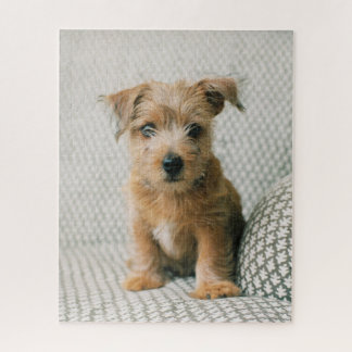 Puzzle Animaux de bébés cutest | Norfolk Terrier Puppy
