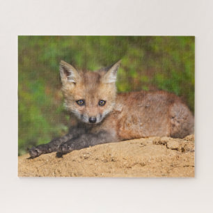 Puzzle Animaux de bébés cutest   Red Fox Pup