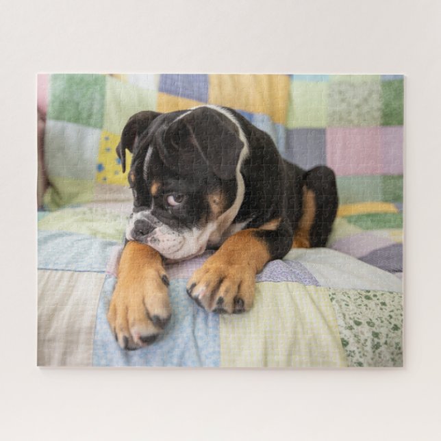 Puzzle Animaux de bébés cutest | Shy Old English Bulldog (Horizontal)