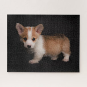 Puzzle Animaux de bébés cutest Tiny Corgi