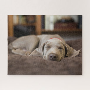 Puzzle Animaux de bébés cutest   Weimaraner Puppy Sleepin