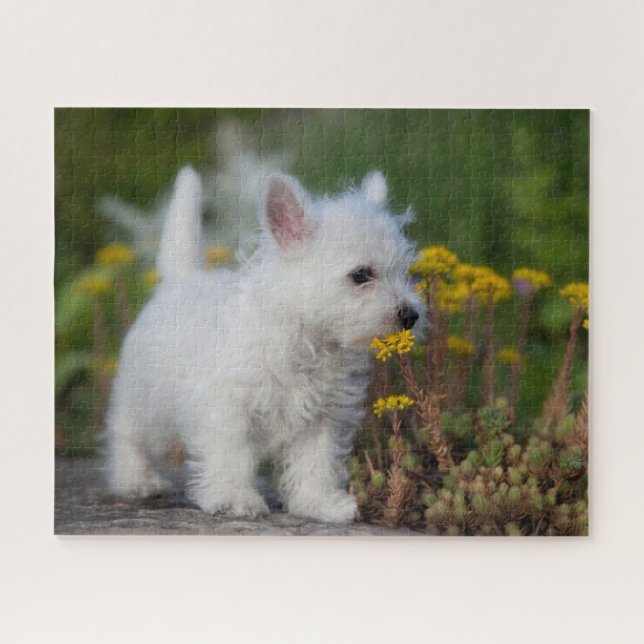 Puzzle Animaux de bébés cutest | West Highland White Terr (Horizontal)