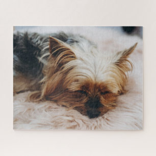 Puzzle Animaux de bébés cutest Yorkshire Terrier