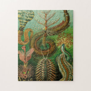 Puzzle Annélie par Ernst Haeckel