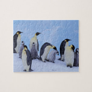 Puzzle Antarctique, Emporer Penguins