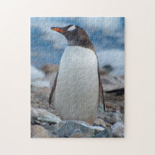Puzzle Antarctique. Neko Harbour. Penguin Gentoo