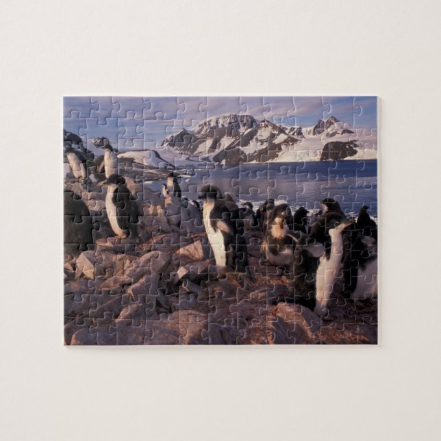Puzzle Antarctique, poussins de manchots Adélie (Horizontal)