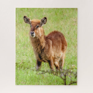 Puzzle Antilope Waterbuck de brun de jeunes des images  
