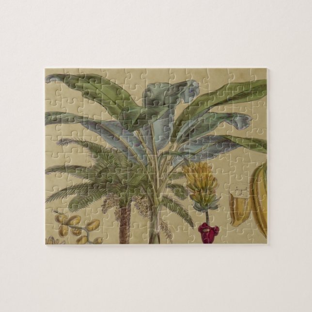 Puzzle Antique Tropical Palm Fruit Botanique (Horizontal)