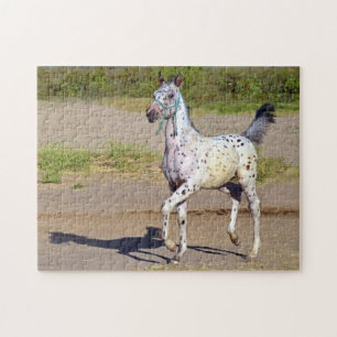 Puzzle Appaloosa Horse Foal Running