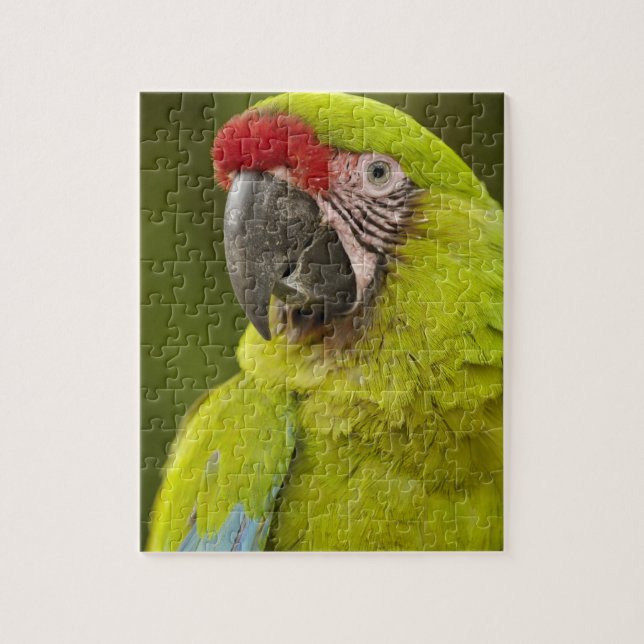 Puzzle Ara militaire (Vertical)