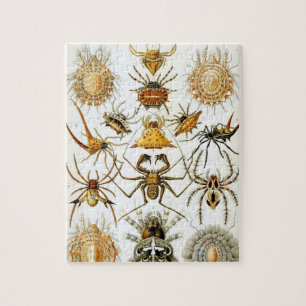 Puzzle Arachnides par Ernst Haeckel, Araignées Vintages