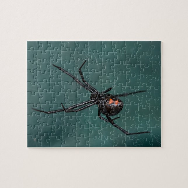 Puzzle Araignée de veuve noire (Horizontal)