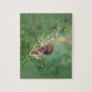 Puzzle Araneus - Orb Weaver Spider