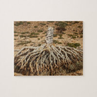 Arbre mort de sang de dragon, île de Socotra,