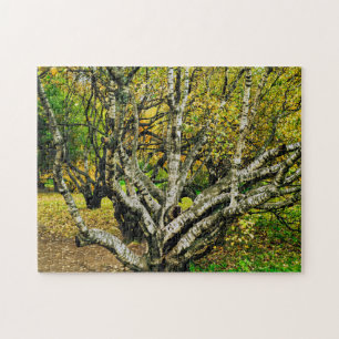 Puzzle Arbre mystique noueux de bouleau de Carélie