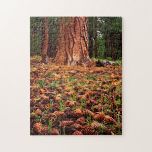 Puzzle Arbre Ponderosa ancien avec des cônes de pin