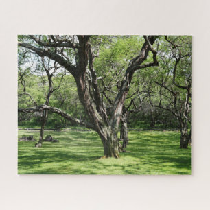 Puzzle Arbres