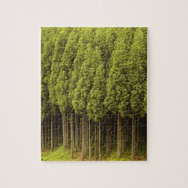Puzzle Arbres de cèdre de Koya Sugi (Vertical)