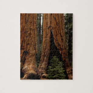 Puzzle Arbres de séquoia, Parc national de Sequoia.