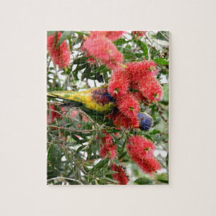 PUZZLE ARC-EN-CIEL LORIKEET QUEENSLAND RURAL AUSTRALIE