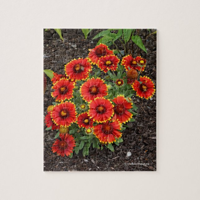 Puzzle Arizona Sun Blanketflowers (Vertical)