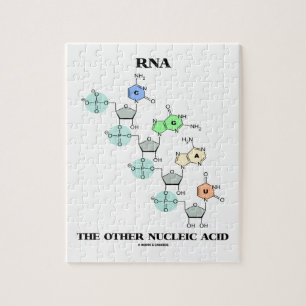 Puzzle ARN l'autre acide nucléique (constitution