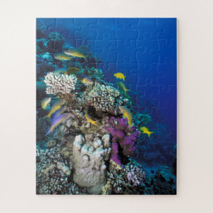 Puzzle Around Small Coral