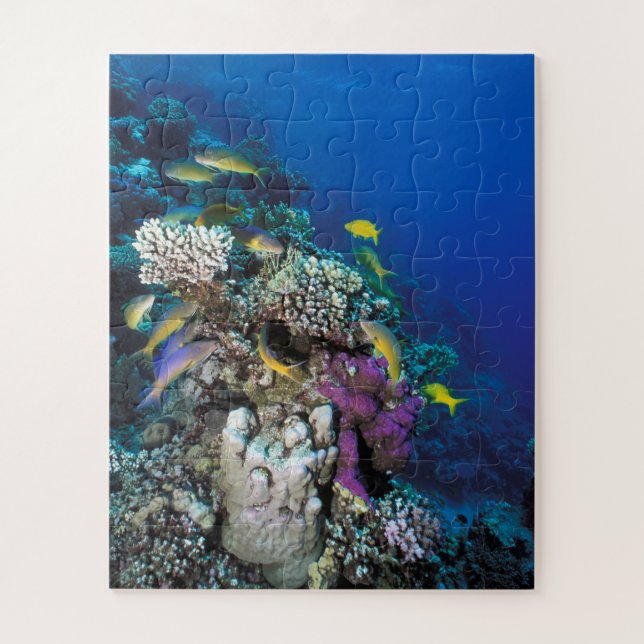 Puzzle Around Small Coral (Vertical)