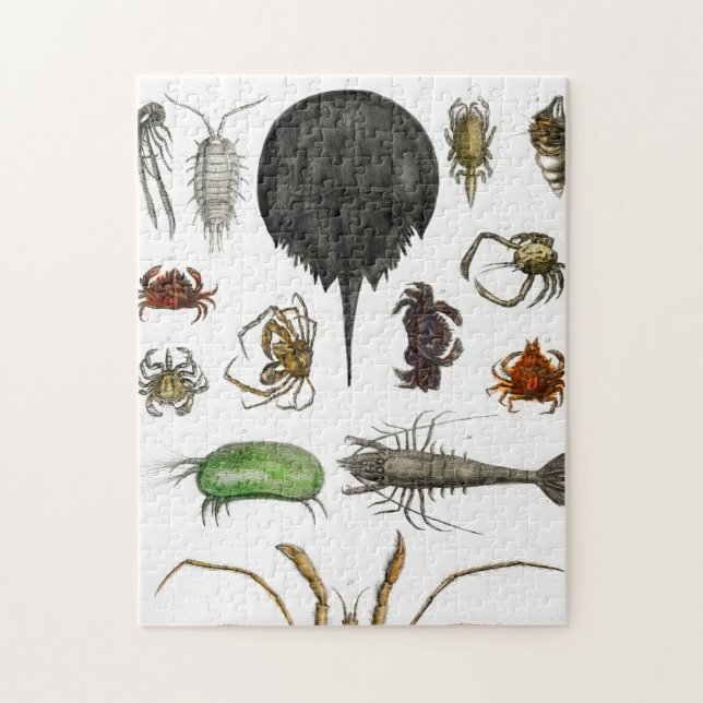 Puzzle arthropodes (Vertical)