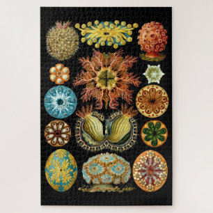 Puzzle Ascidiae marine vintage par Ernst Haeckel