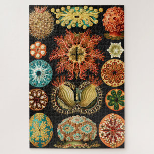 Puzzle Ascidiae, Seescheiden Marine Life par Ernst Haecke