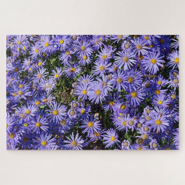 Puzzle Aster amellus ‘Moerheim gem’ (Horizontal)