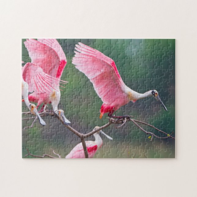 Puzzle Atterrissage des spatules de rose (Ajaia Ajaja) (Horizontal)