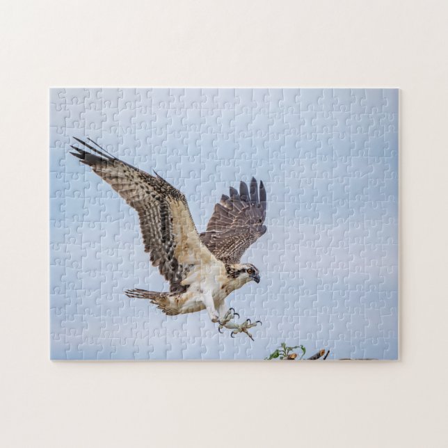 Puzzle Atterrissage du balbuzard pêcheur dans le nid (Horizontal)