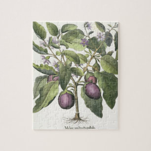 Puzzle Aubergine : Pallido de fructu de Melanzana, du