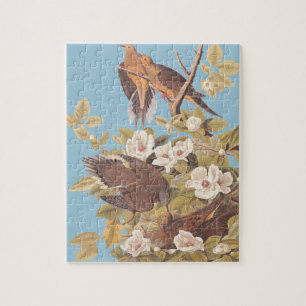 Puzzle Audubon Carolina Pigeon ou Turtle Dove