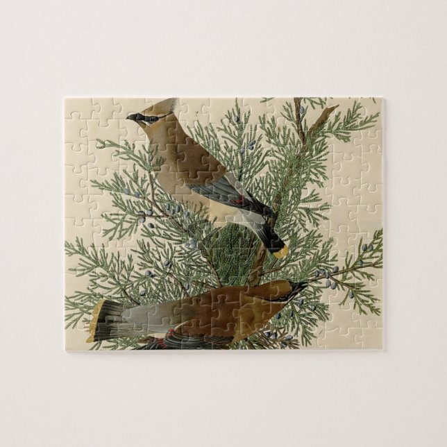 Puzzle Audubon Cèdre cire oiseau (Horizontal)